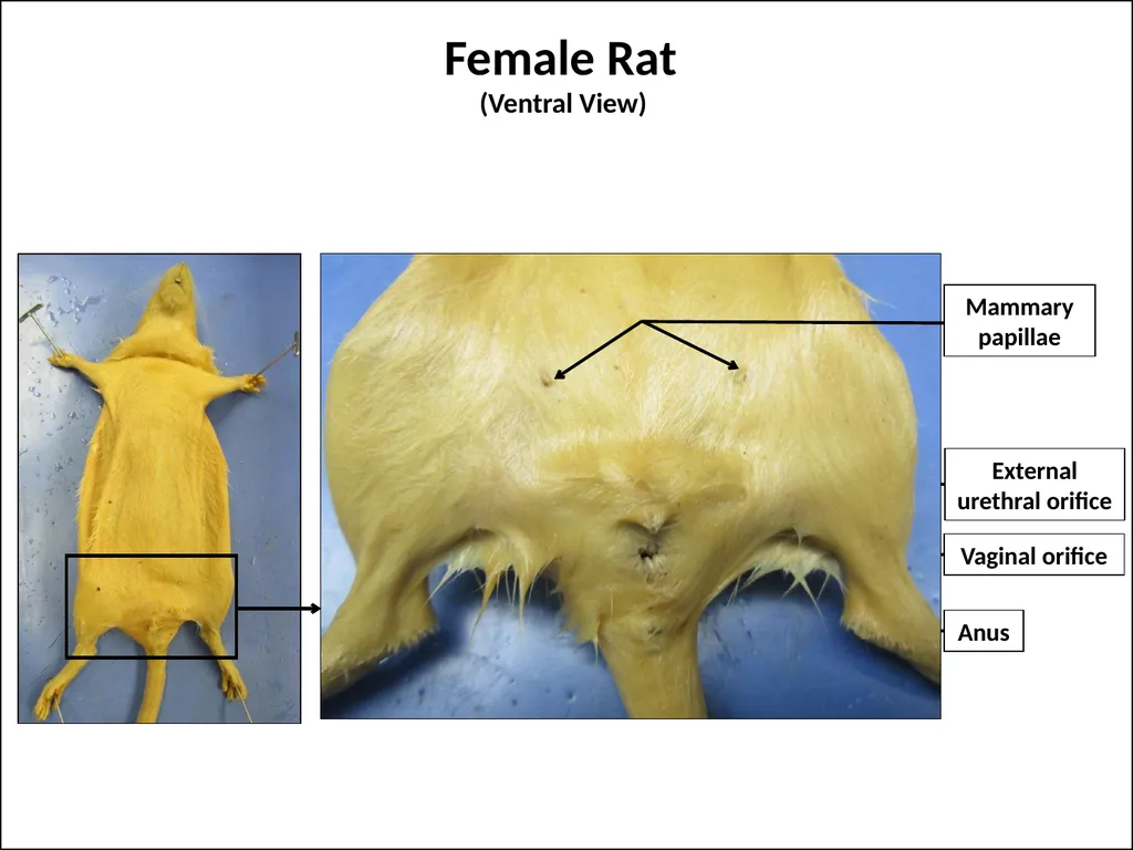 Rat Dissection Photographed by: Mr. James Henry - slide 5 of 17