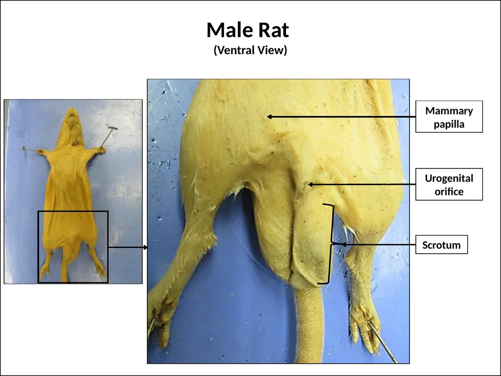 Rat Dissection Photographed by: Mr. James Henry - slide 4 of 17