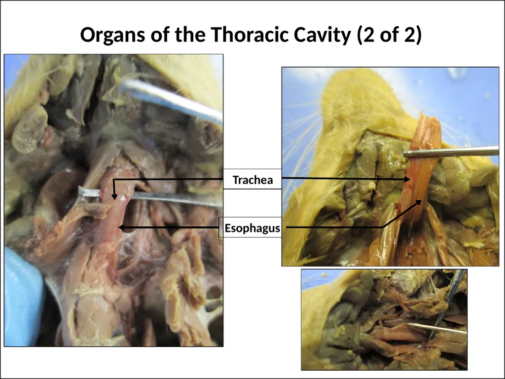 Rat Dissection Photographed by: Mr. James Henry - slide 10 of 17