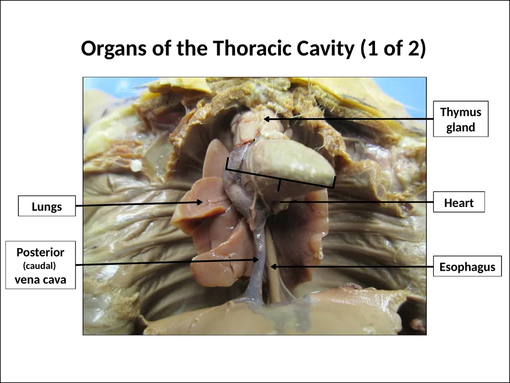 Rat Dissection Photographed by: Mr. James Henry - slide 9 of 17