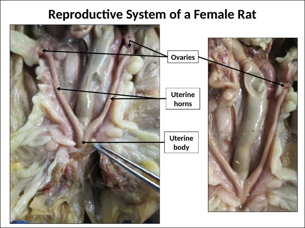 Rat Dissection Photographed by: Mr. James Henry - slide 16 of 17