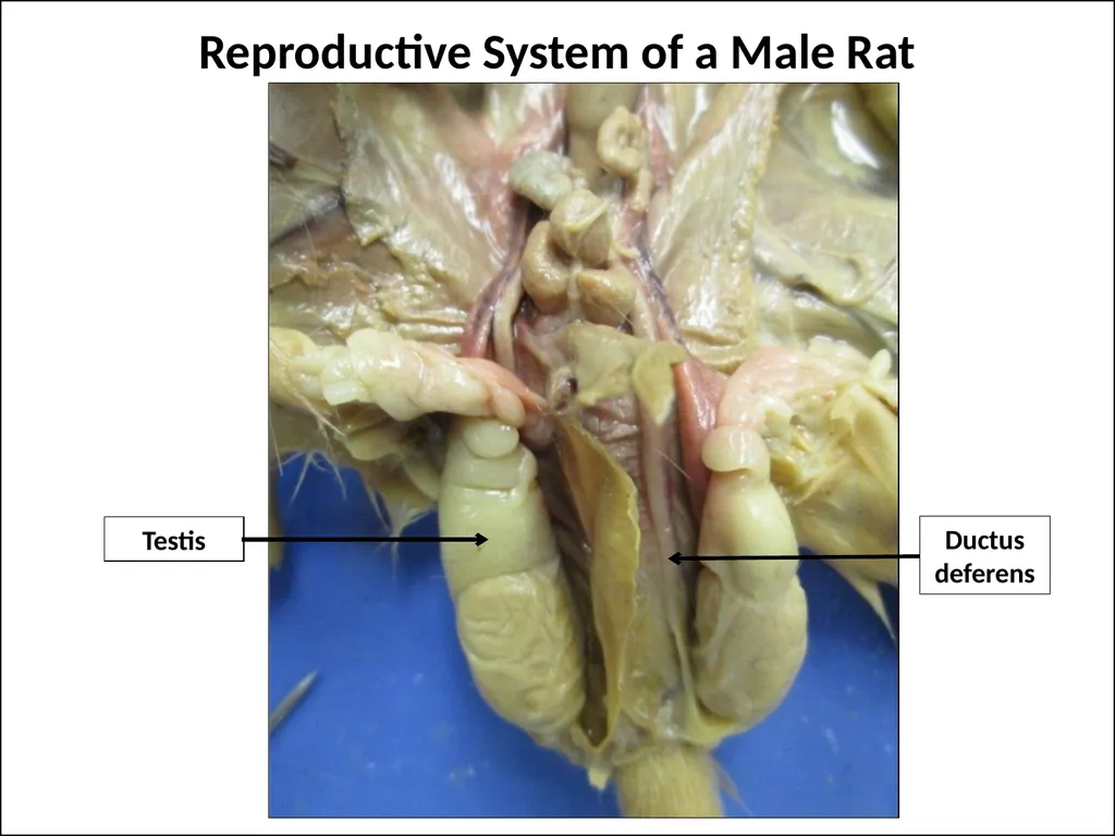 Rat Dissection Photographed by: Mr. James Henry - slide 17 of 17