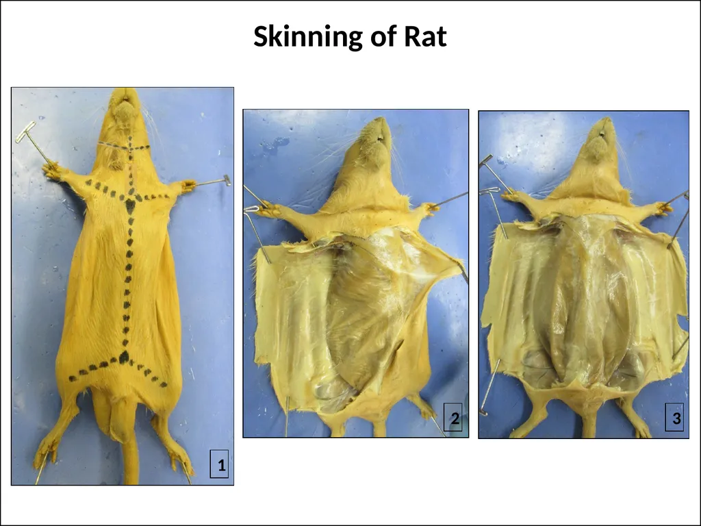 Rat Dissection Photographed by: Mr. James Henry - slide 6 of 17