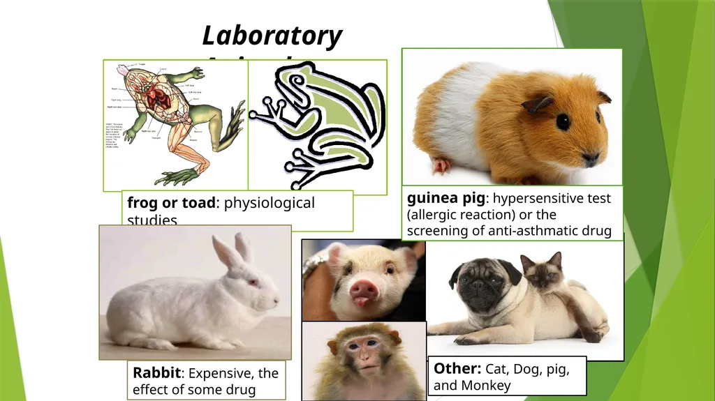 Department of Pharmacology and Toxicology - slide 6 of 21