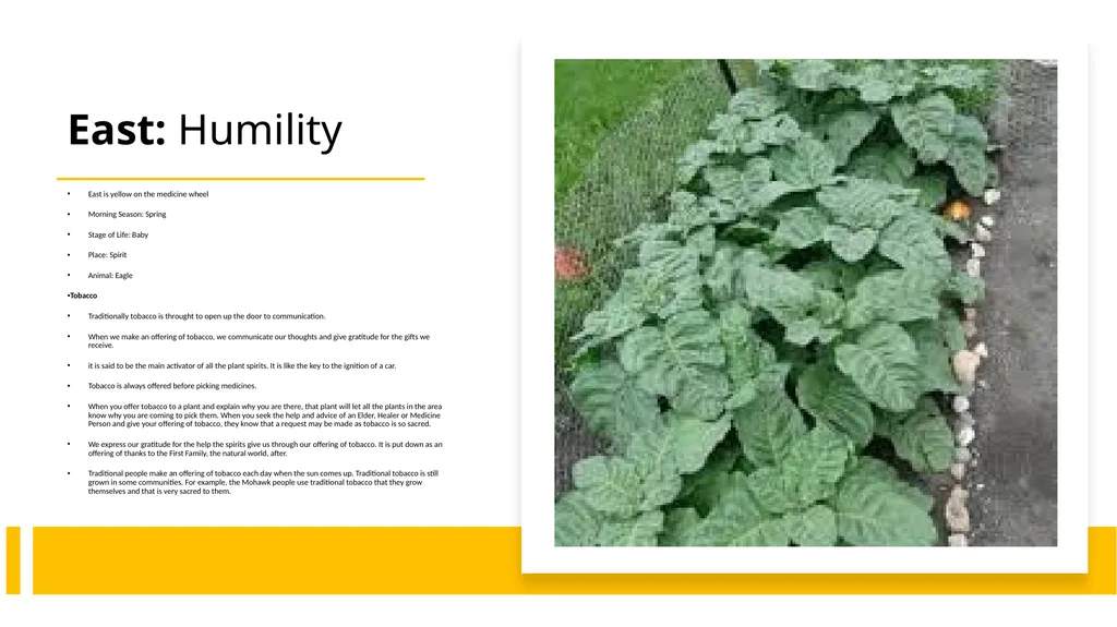 4 Sacred Medicines Medicine Wheel Teachings - slide 4 of 8
