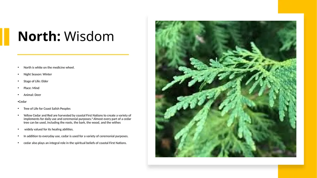 4 Sacred Medicines Medicine Wheel Teachings - slide 3 of 8