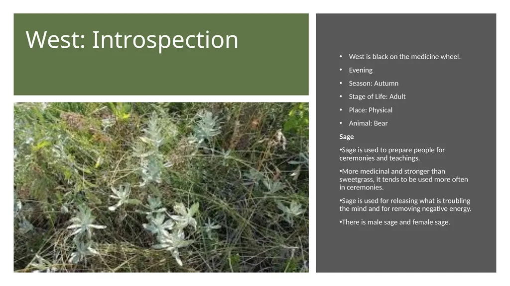 4 Sacred Medicines Medicine Wheel Teachings - slide 6 of 8