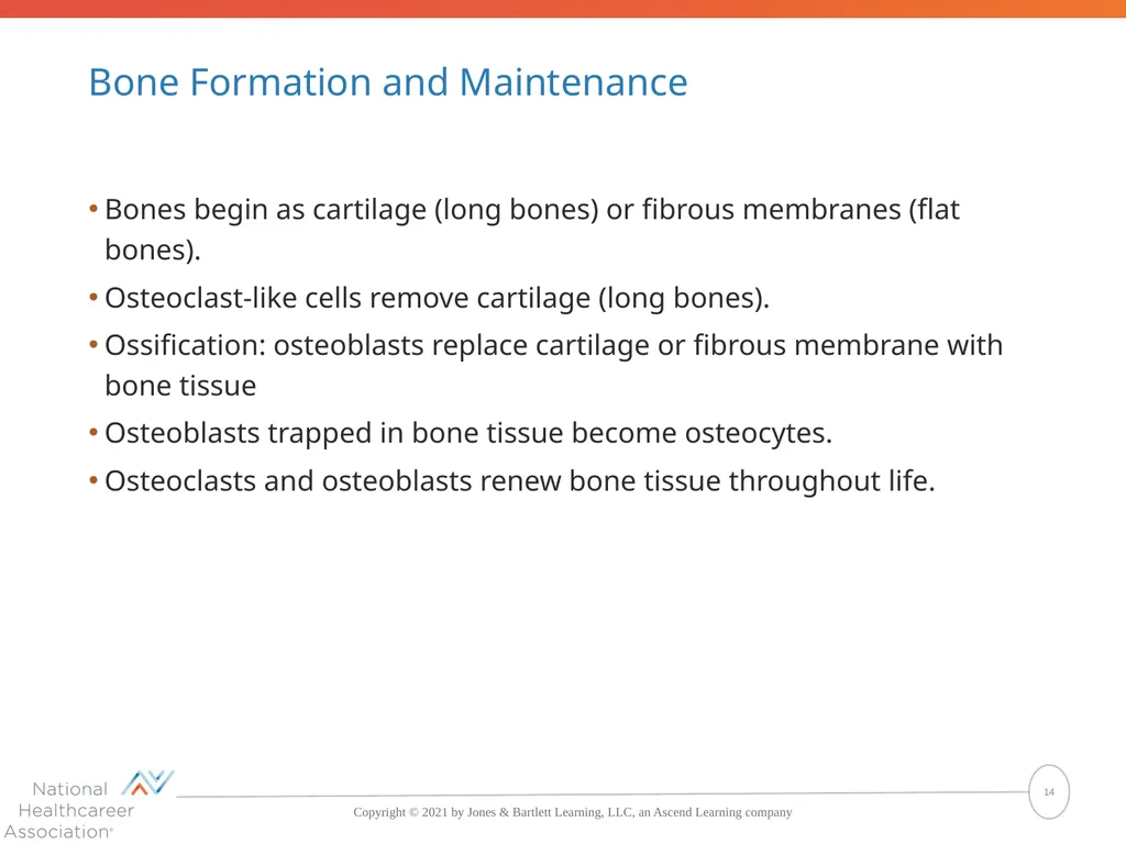 The Skeletal System: Bones and Joints Copyright © - slide 14 of 88