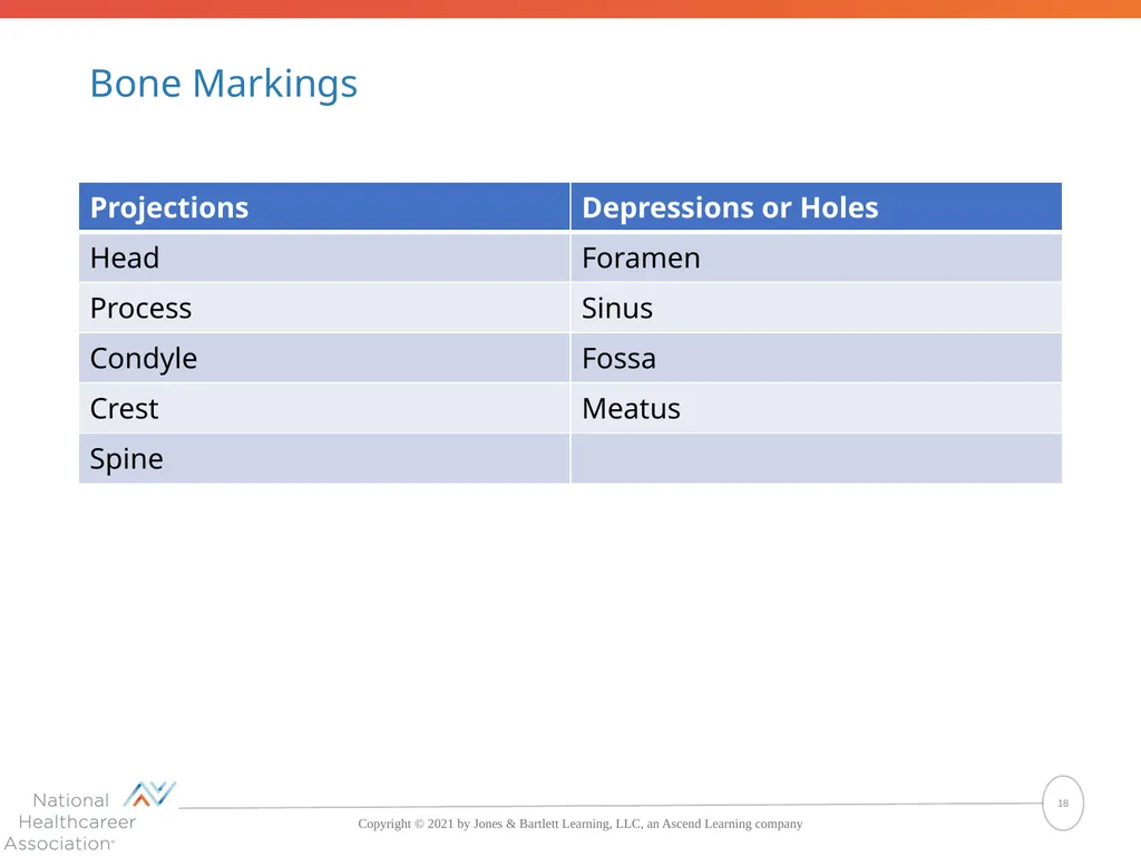 The Skeletal System: Bones and Joints Copyright © - slide 18 of 88