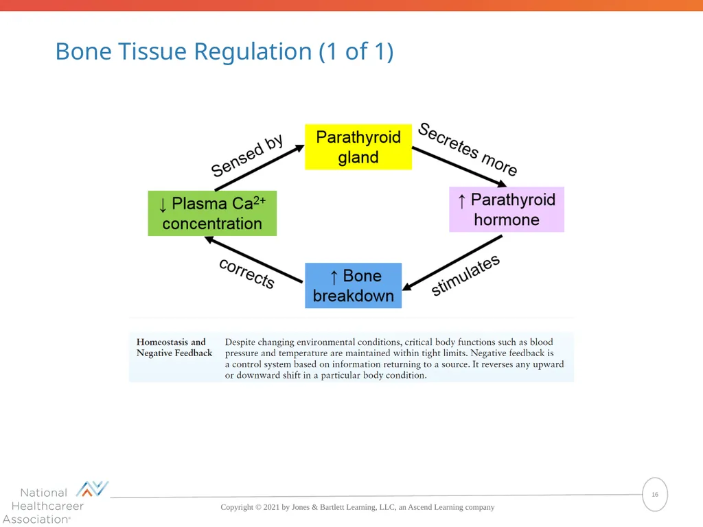The Skeletal System: Bones and Joints Copyright © - slide 16 of 88