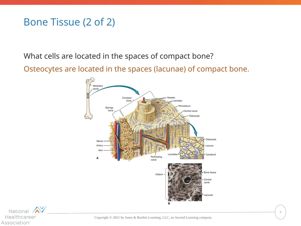 The Skeletal System: Bones and Joints Copyright © - slide 9 of 88
