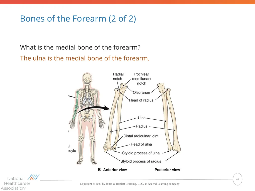 The Skeletal System: Bones and Joints Copyright © - slide 43 of 88