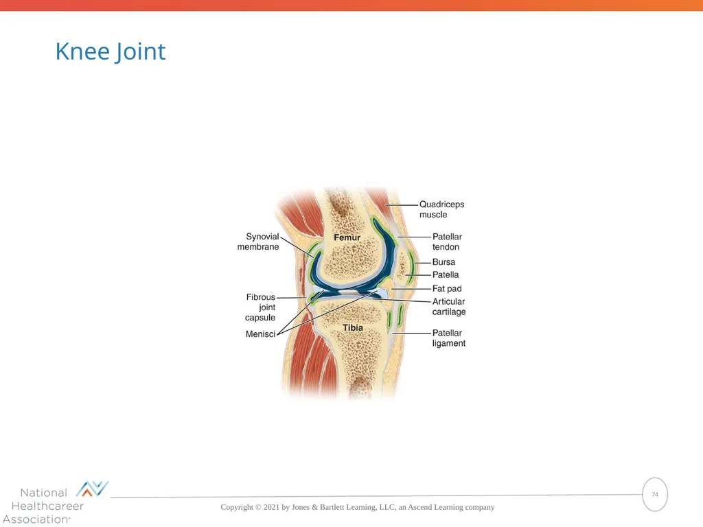 The Skeletal System: Bones and Joints Copyright © - slide 74 of 88