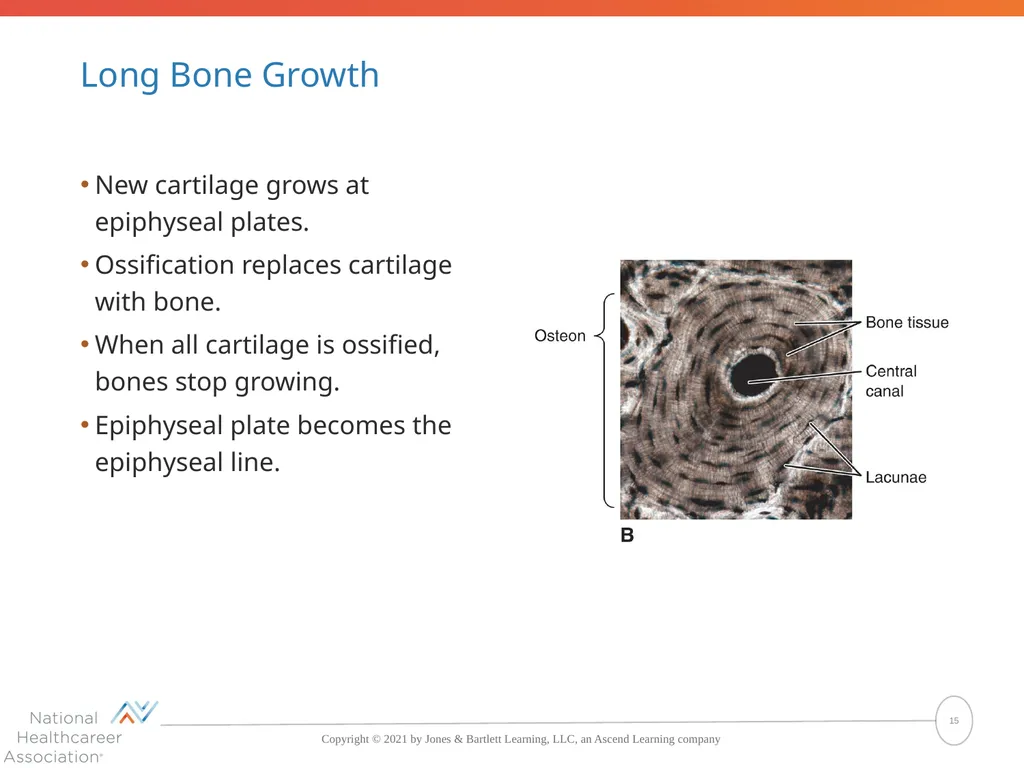 The Skeletal System: Bones and Joints Copyright © - slide 15 of 88