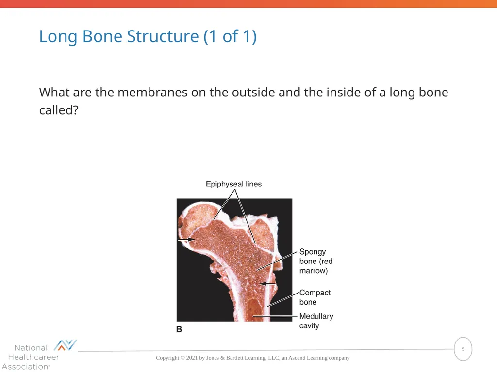 The Skeletal System: Bones and Joints Copyright © - slide 5 of 88