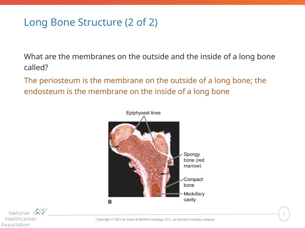 The Skeletal System: Bones and Joints Copyright © - slide 6 of 88