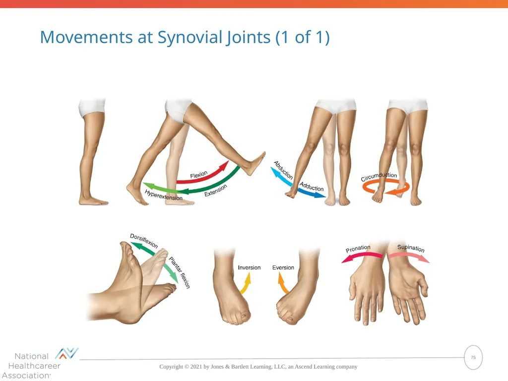 The Skeletal System: Bones and Joints Copyright © - slide 75 of 88