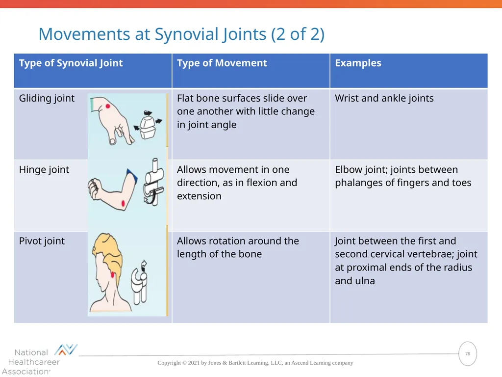 The Skeletal System: Bones and Joints Copyright © - slide 76 of 88