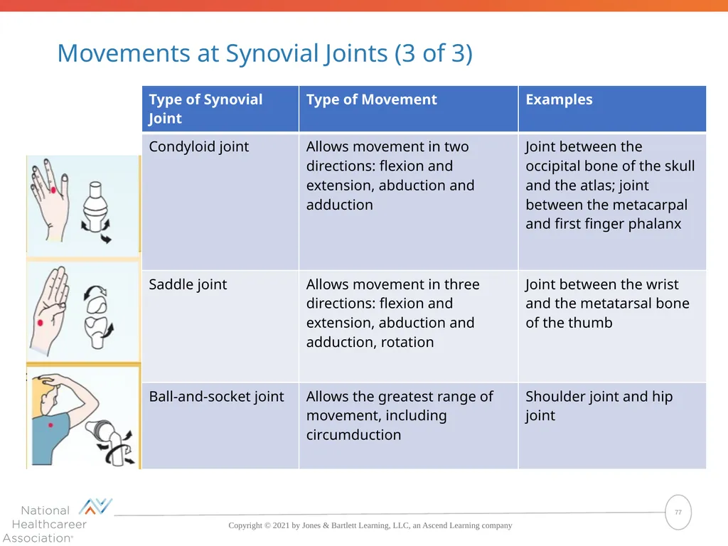 The Skeletal System: Bones and Joints Copyright © - slide 77 of 88