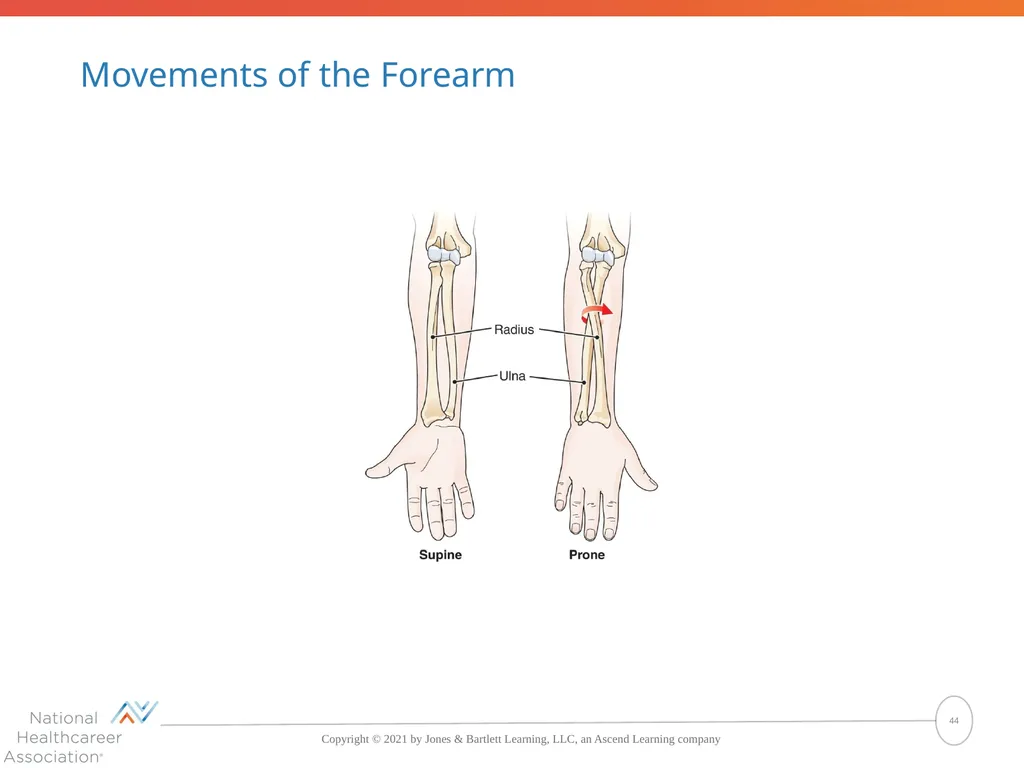 The Skeletal System: Bones and Joints Copyright © - slide 44 of 88