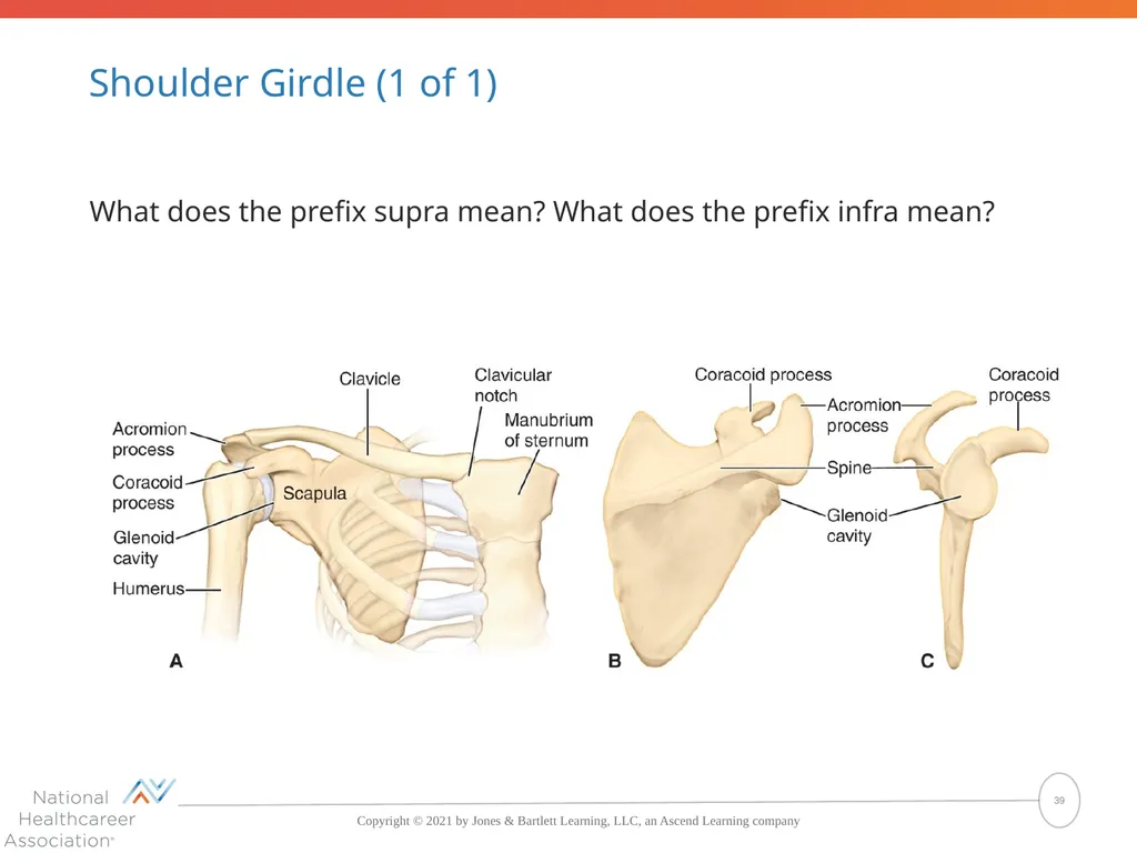 The Skeletal System: Bones and Joints Copyright © - slide 39 of 88