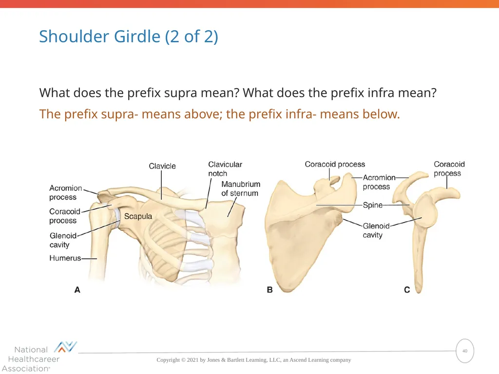 The Skeletal System: Bones and Joints Copyright © - slide 40 of 88