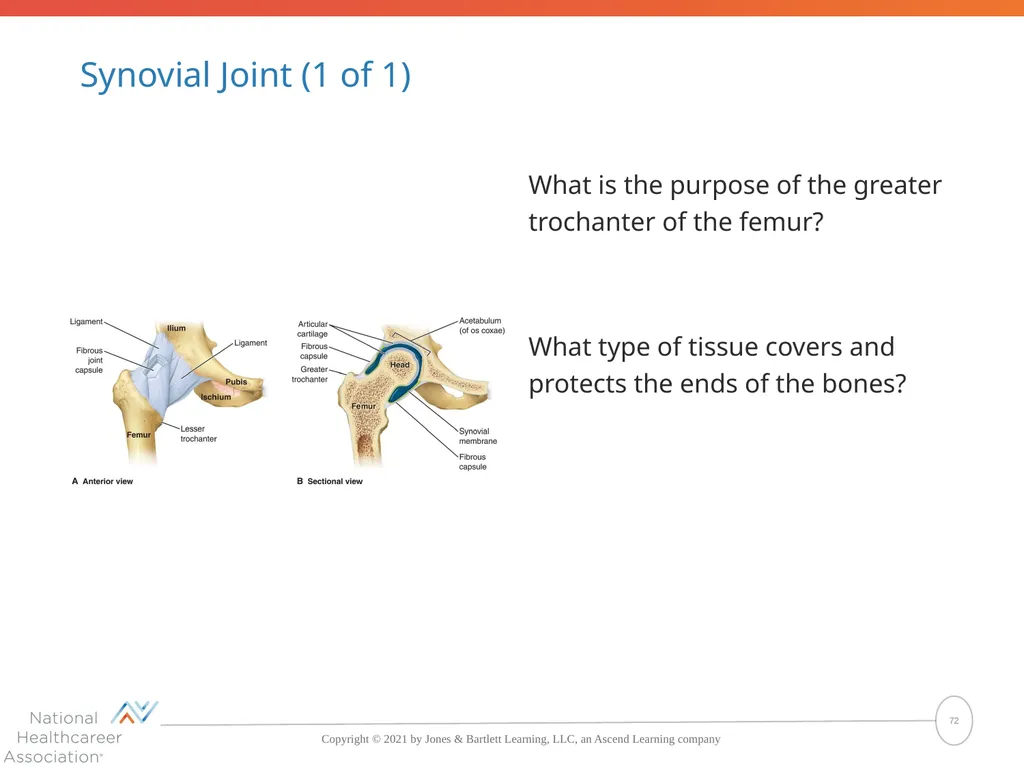 The Skeletal System: Bones and Joints Copyright © - slide 72 of 88