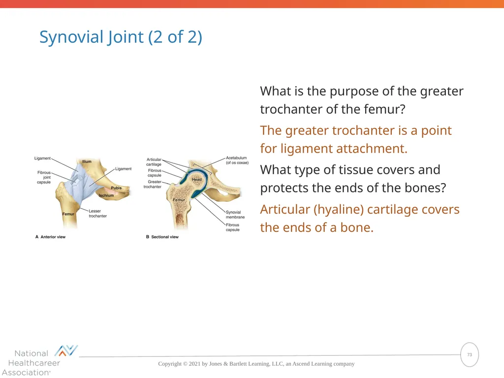 The Skeletal System: Bones and Joints Copyright © - slide 73 of 88