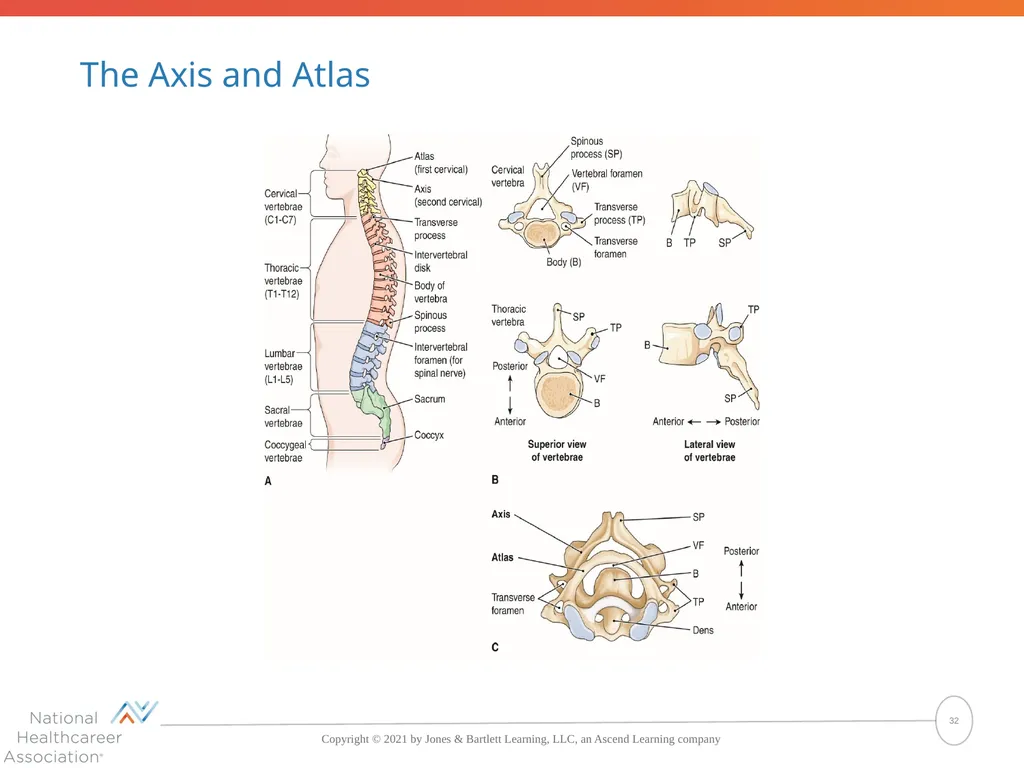 The Skeletal System: Bones and Joints Copyright © - slide 32 of 88