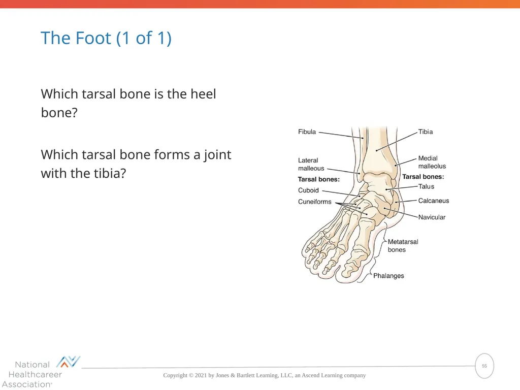 The Skeletal System: Bones and Joints Copyright © - slide 55 of 88