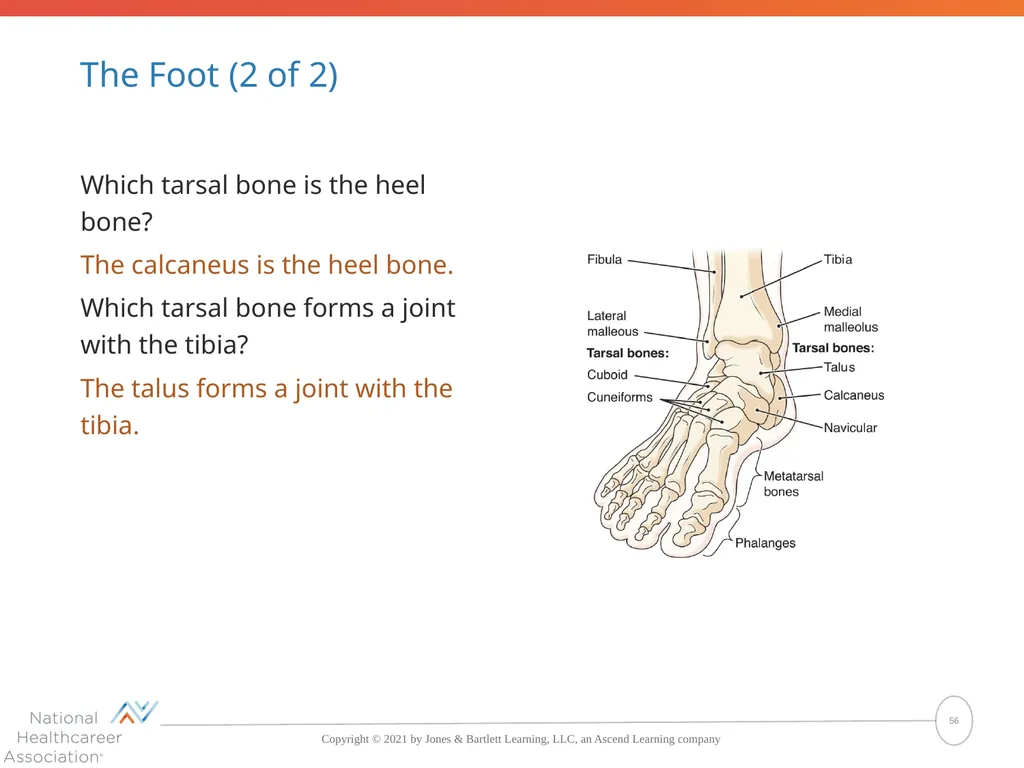The Skeletal System: Bones and Joints Copyright © - slide 56 of 88