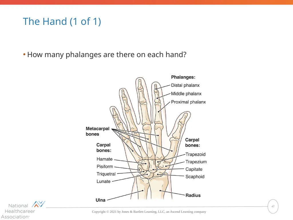 The Skeletal System: Bones and Joints Copyright © - slide 47 of 88