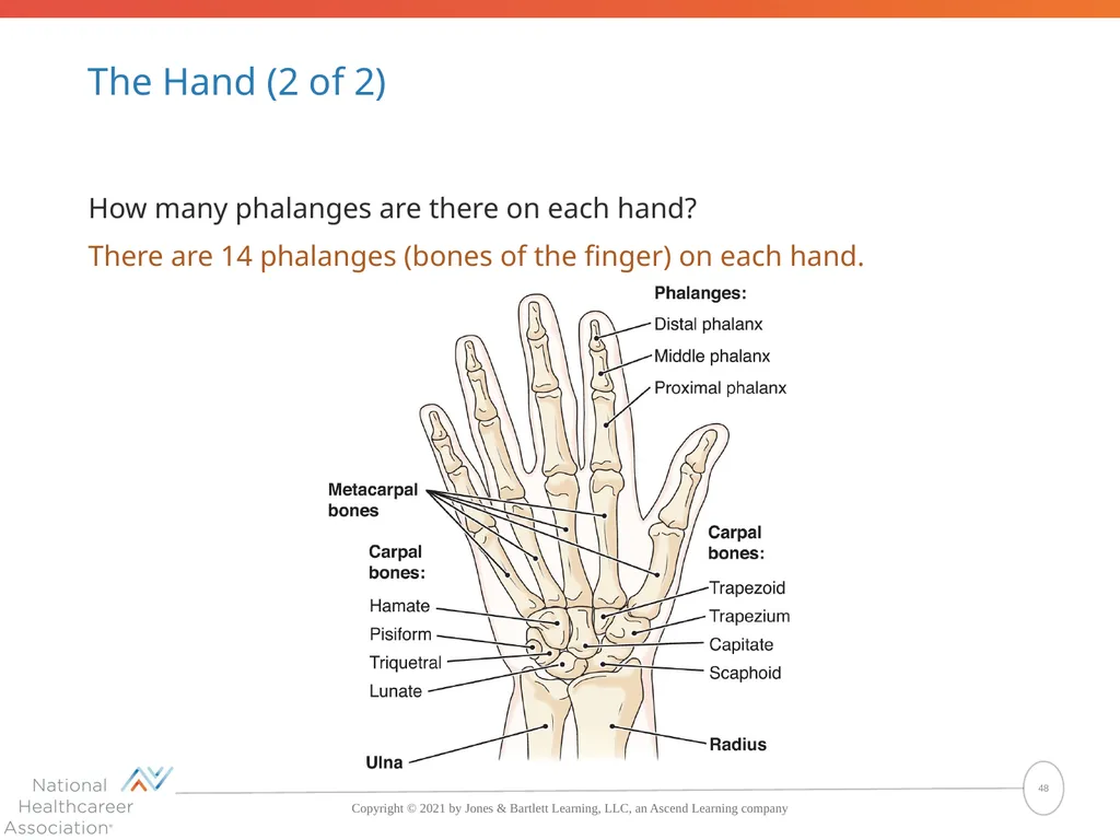 The Skeletal System: Bones and Joints Copyright © - slide 48 of 88