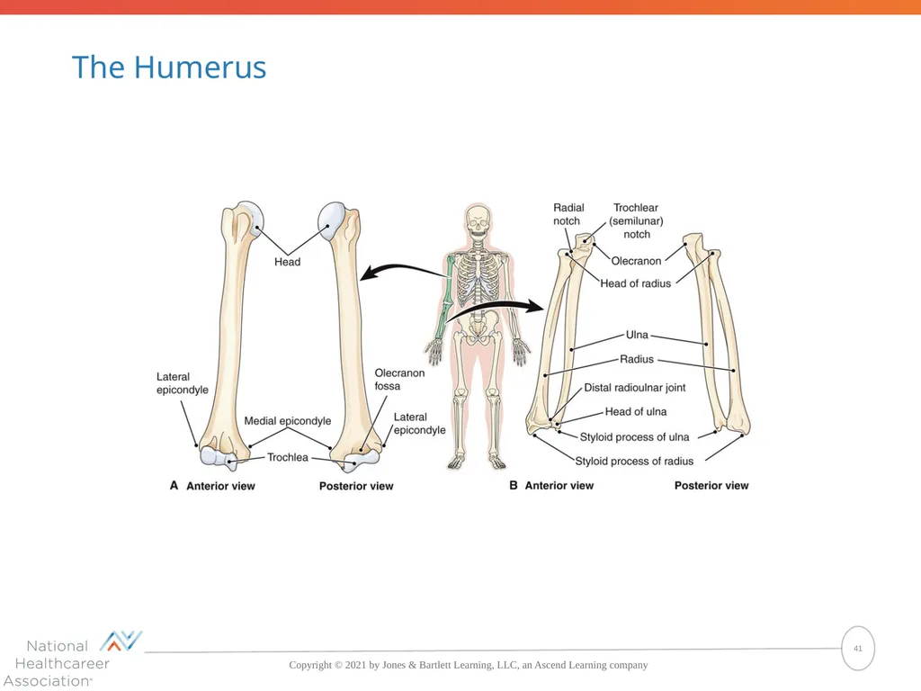 The Skeletal System: Bones and Joints Copyright © - slide 41 of 88
