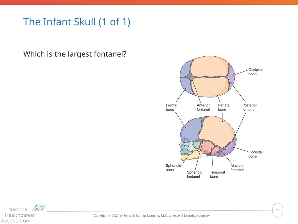 The Skeletal System: Bones and Joints Copyright © - slide 25 of 88