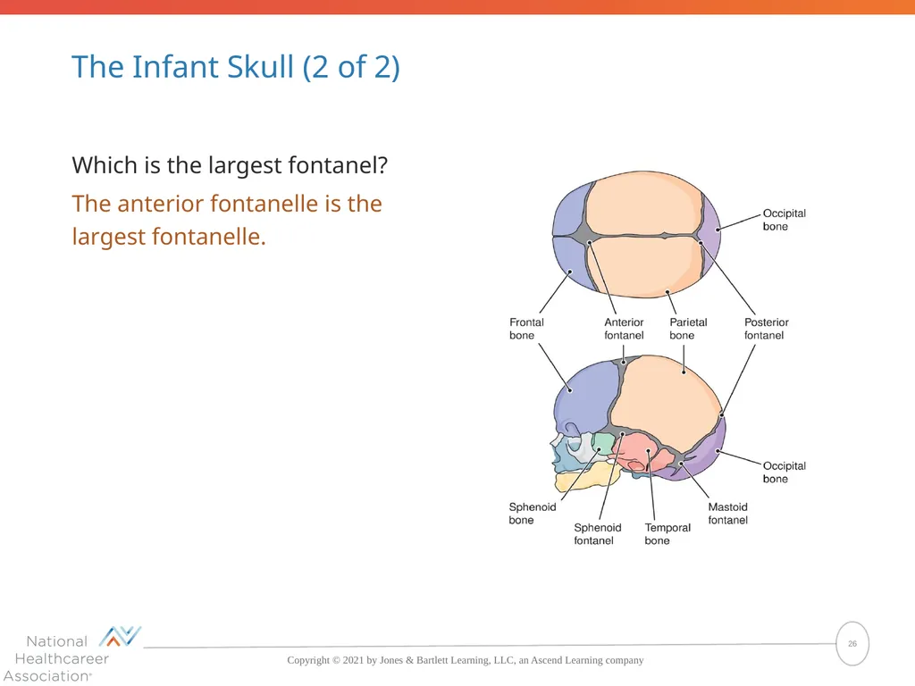 The Skeletal System: Bones and Joints Copyright © - slide 26 of 88