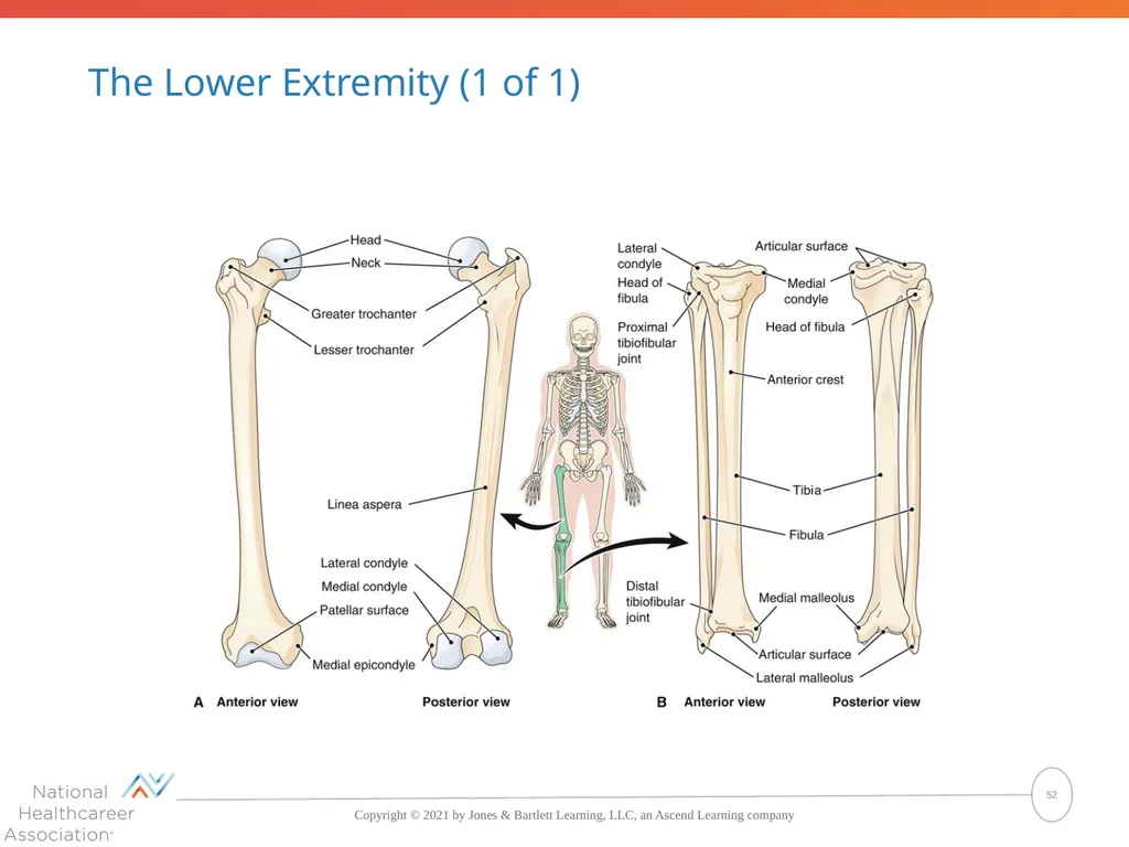 The Skeletal System: Bones and Joints Copyright © - slide 52 of 88