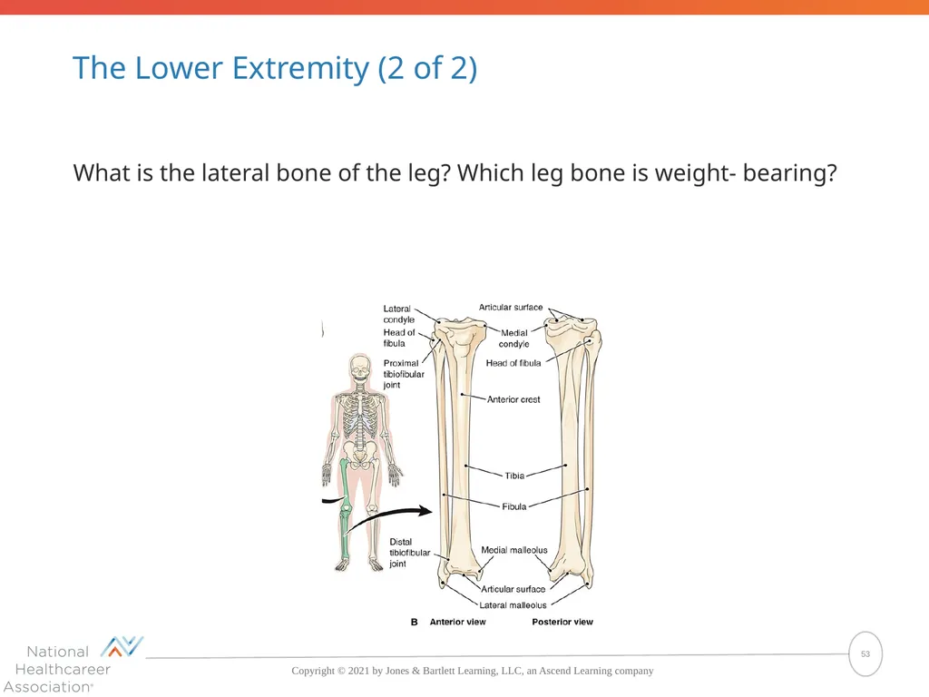 The Skeletal System: Bones and Joints Copyright © - slide 53 of 88