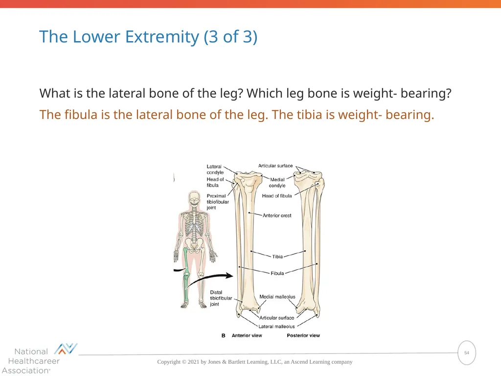 The Skeletal System: Bones and Joints Copyright © - slide 54 of 88