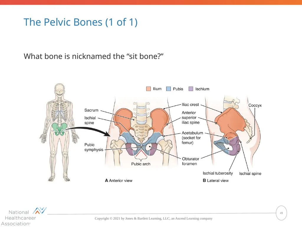 The Skeletal System: Bones and Joints Copyright © - slide 49 of 88