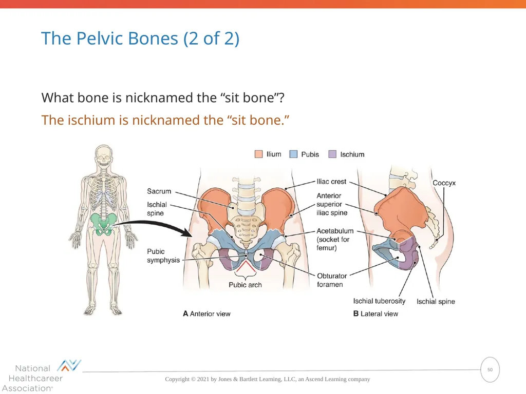 The Skeletal System: Bones and Joints Copyright © - slide 50 of 88
