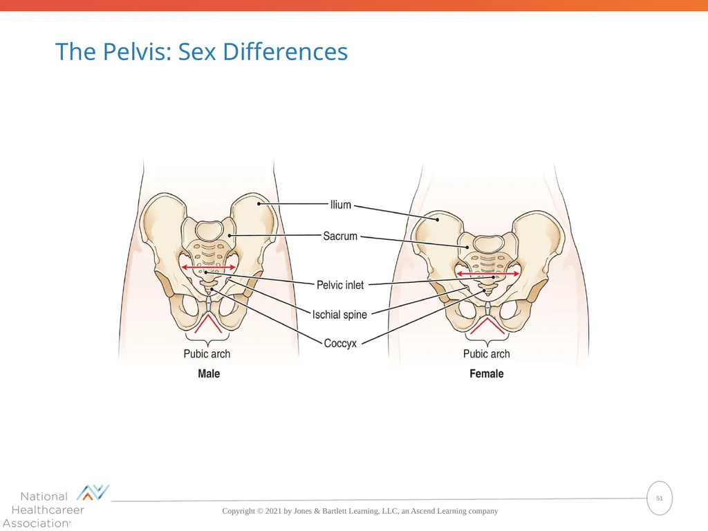 The Skeletal System: Bones and Joints Copyright © - slide 51 of 88