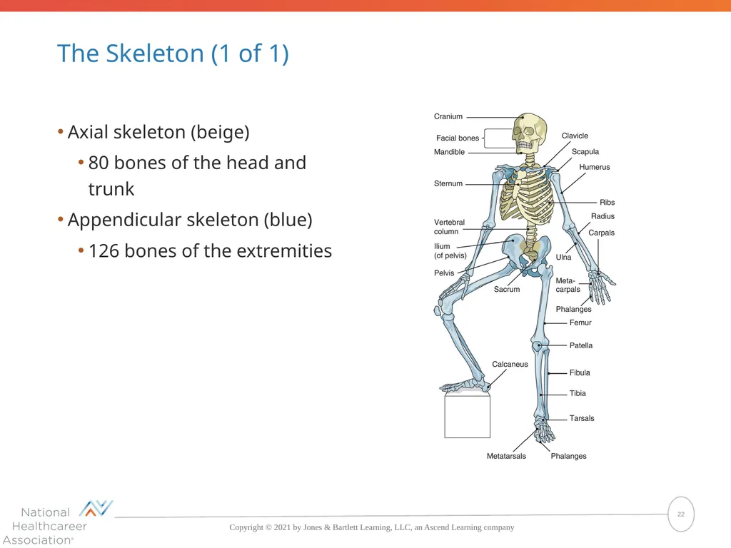 The Skeletal System: Bones and Joints Copyright © - slide 22 of 88