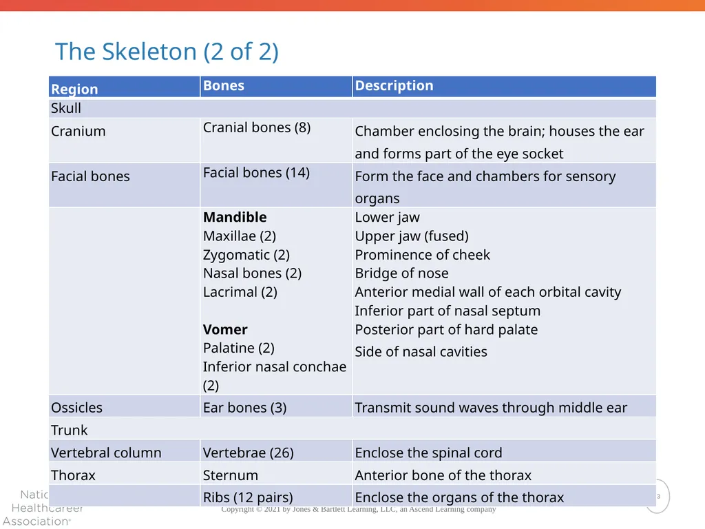 The Skeletal System: Bones and Joints Copyright © - slide 23 of 88