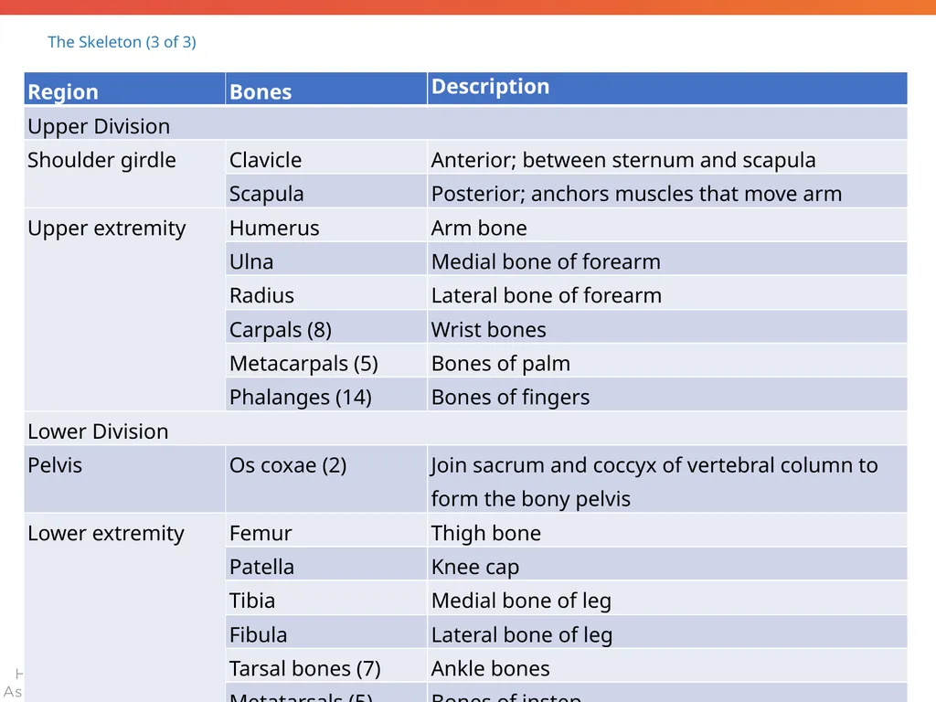 The Skeletal System: Bones and Joints Copyright © - slide 38 of 88