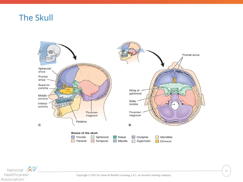 The Skeletal System: Bones and Joints Copyright © - slide 24 of 88