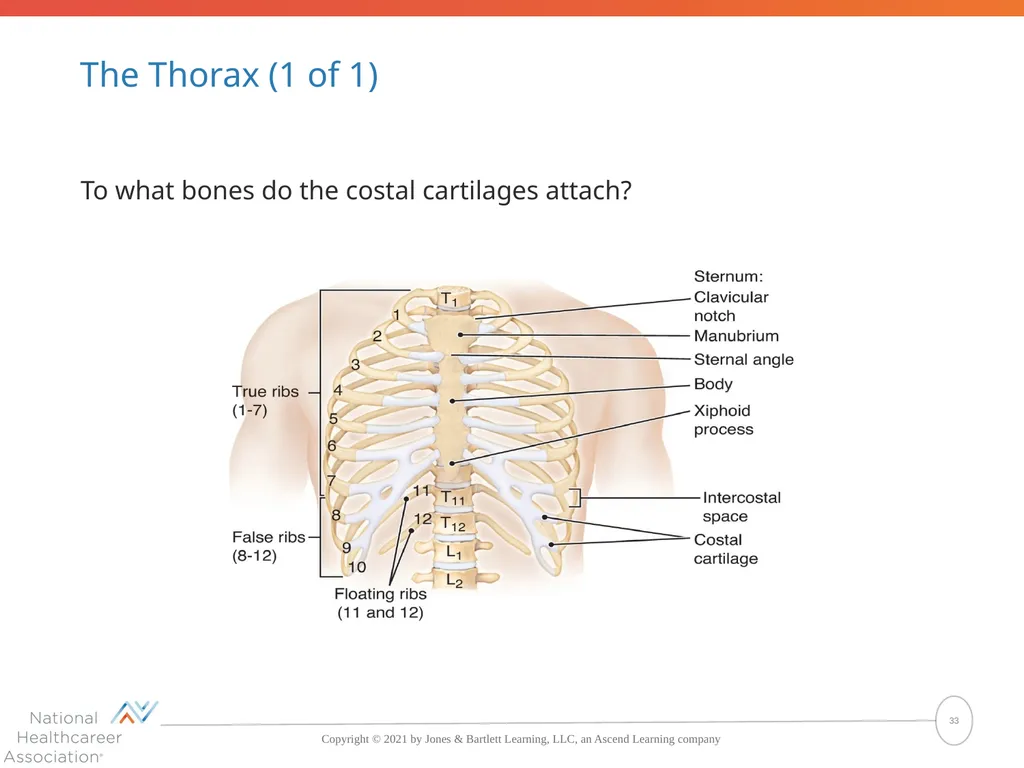 The Skeletal System: Bones and Joints Copyright © - slide 33 of 88