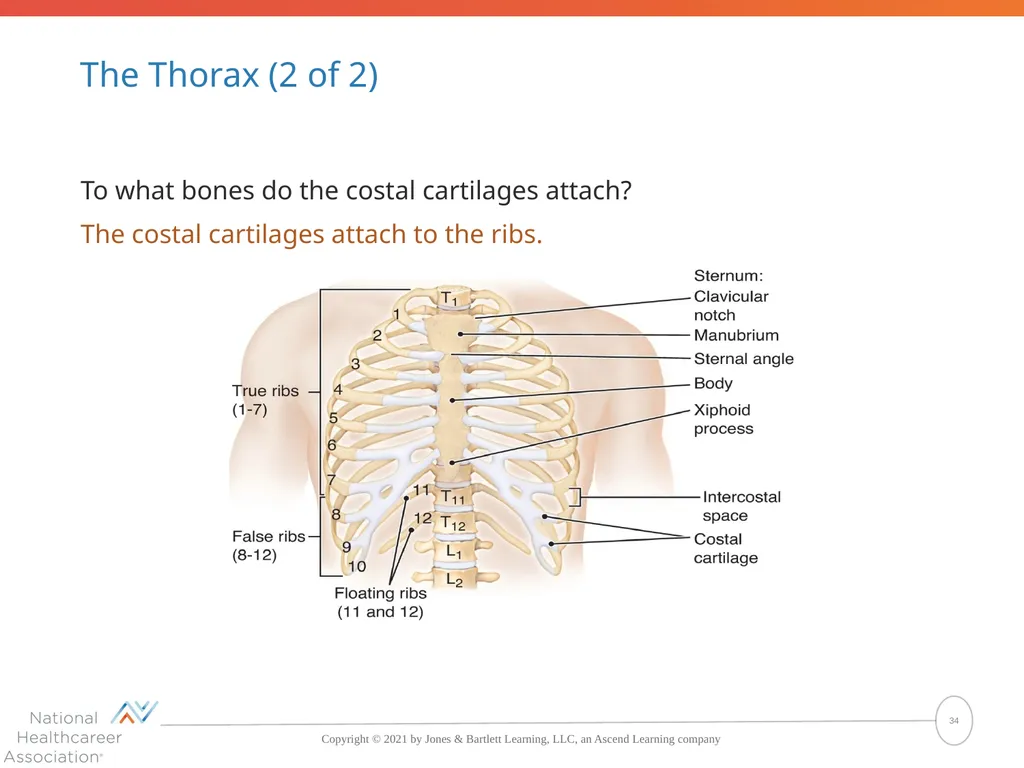 The Skeletal System: Bones and Joints Copyright © - slide 34 of 88