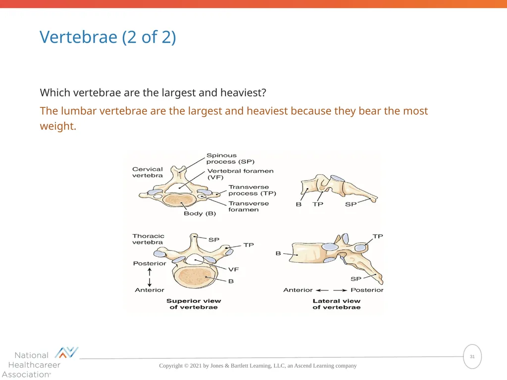 The Skeletal System: Bones and Joints Copyright © - slide 31 of 88