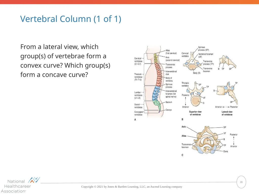The Skeletal System: Bones and Joints Copyright © - slide 28 of 88